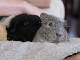 2023-01-25 Suzy grooming Harriet.jpg